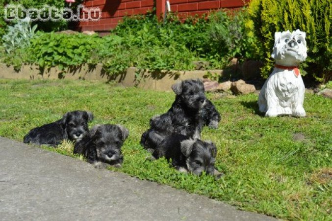 Törpe schnauzer törzskönyvezett kölykök