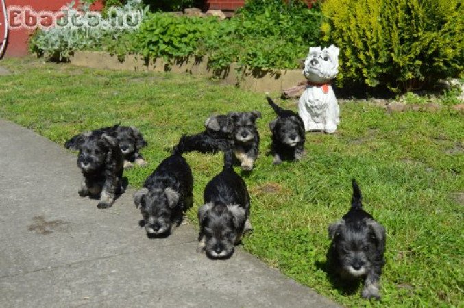 Törpe schnauzer törzskönyvezett kölykök