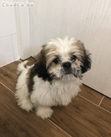 Szobatisztaságra nevelt kölyök shih tzu