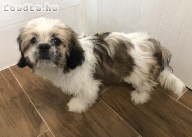 Szobatisztaságra nevelt kölyök shih tzu