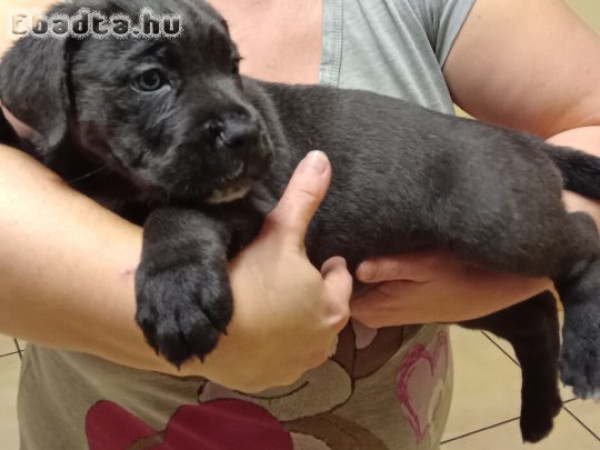 Cane corso kiskutyák  eladók