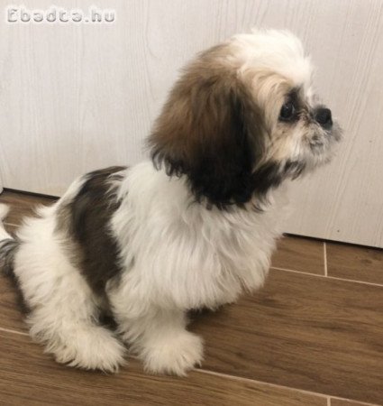 Szobatisztaságra nevelt kölyök shih tzu