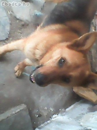 Németjuhász eladó jutányos áron