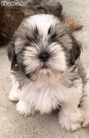 Shih Tzu kölykök, FCI dokumentumok