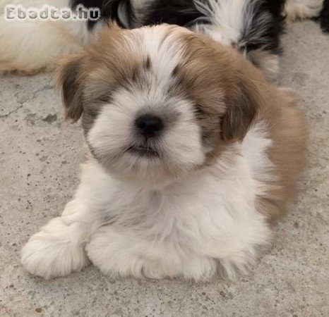 Shih Tzu kölykök, FCI dokumentumok