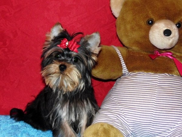 Yorkshire Terrier, Yorki