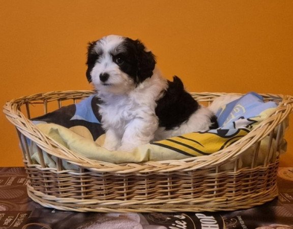 Bichon Havanese