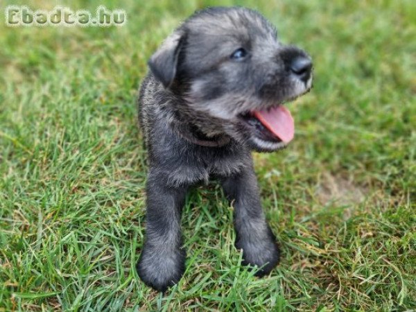 Só-bors közép schnauzer szuka kiskutyák eladók