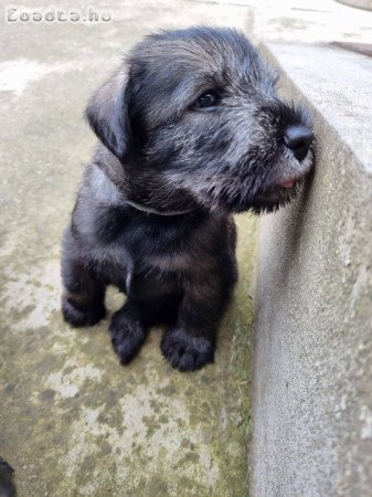 Só-bors közép schnauzer szuka kiskutyák eladók