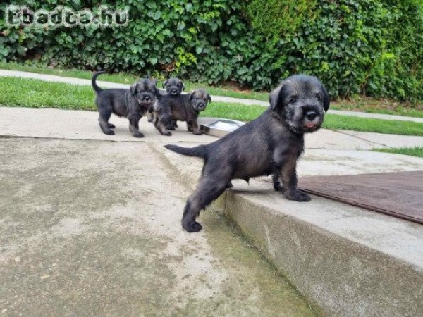 Só-bors közép schnauzer szuka kiskutyák eladók