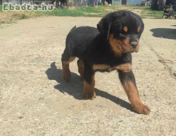 Rottweiler kölyök eladó