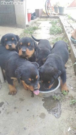 Rottweiler kölyök eladó