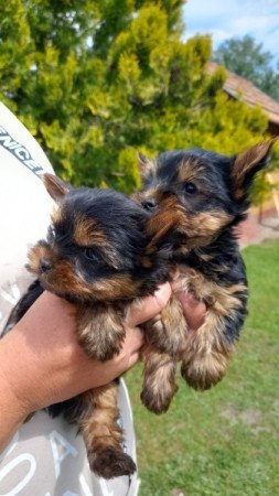 Yorkshire terrier