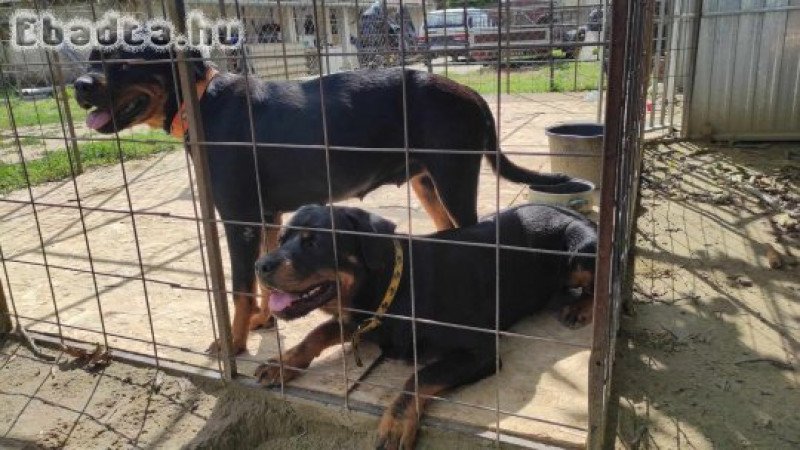 Rottweiler kölyök eladó