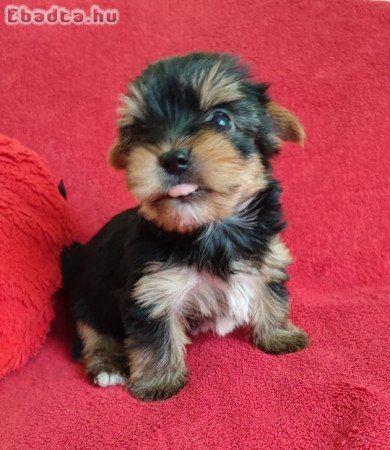 Yorkshire terrier mini kan kiskutya eladó