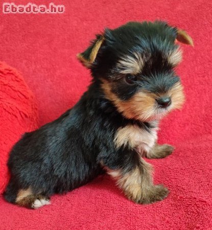 Yorkshire terrier mini kan kiskutya eladó