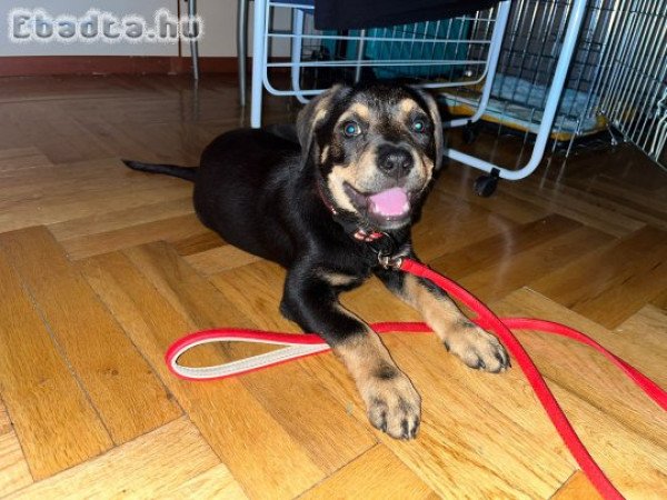 Rottweiler Németjuhász keverék kölyök oltás áráért