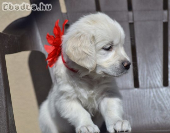 Gyönyörű Golden Retriever kölykök eladók