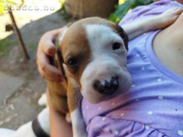 Staffordshire terrier kiskutyák eladók!