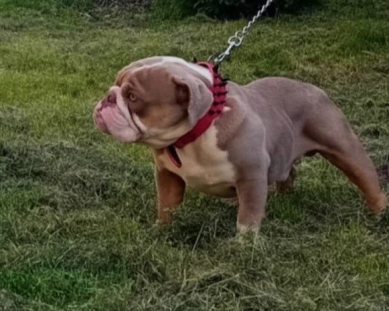 Angol bulldog