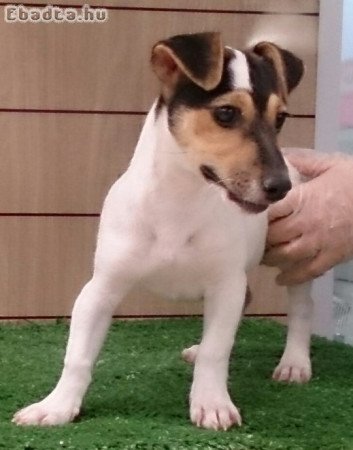 Jack Russell Terrier kölykök