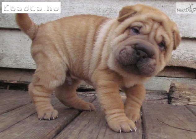 Shar Pei kölykök