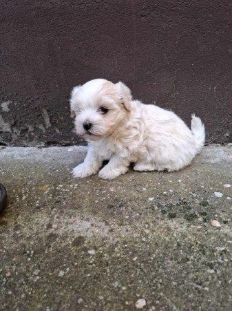 Bichon Havanese