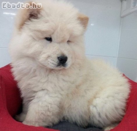 Chow Chow kölykök