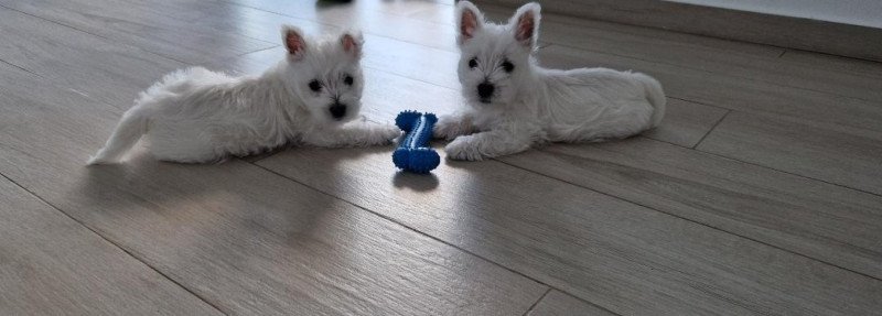 West Highland White Terrier
