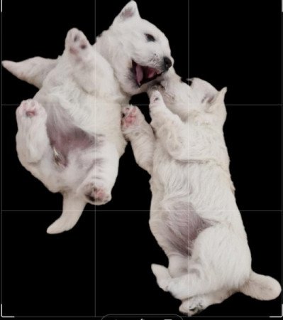 West Highland White Terrier