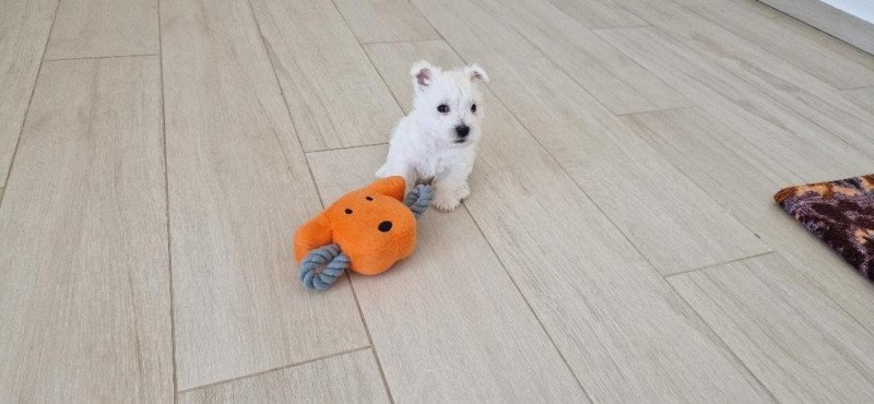 West Highland White Terrier