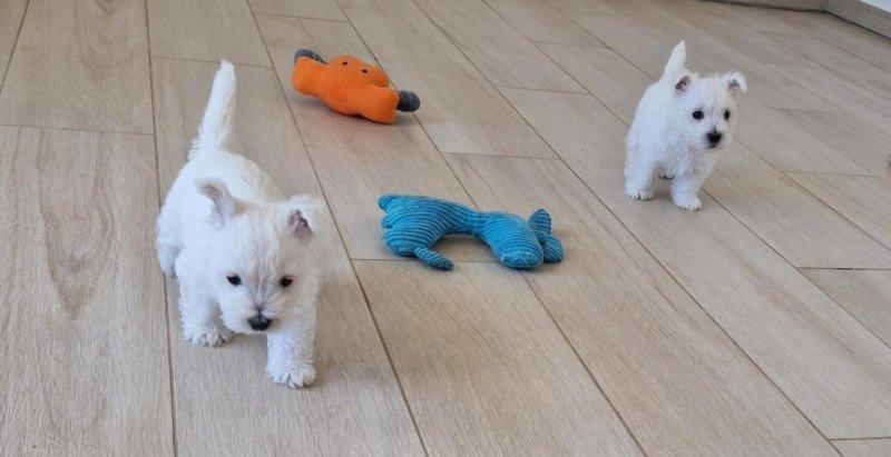 West Highland White Terrier