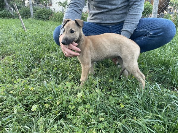 Eladó Angol agár kan kiskutya