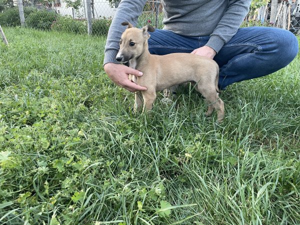 Eladó Angol agár kiskutya