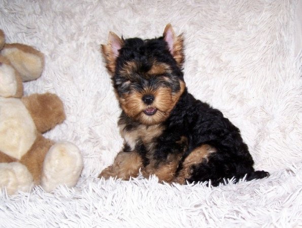 Yorkshire Terrier