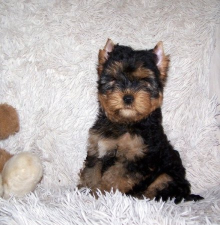 Yorkshire Terrier