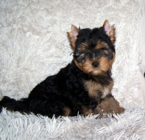 Yorkshire Terrier