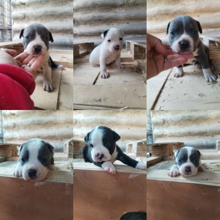 staffordshire bull terrier