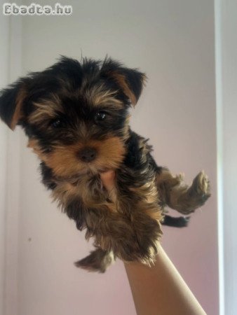 Eladó Mini 9 hetes fiú yorki