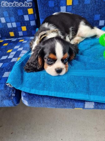 Cavalier king kutyus eladó