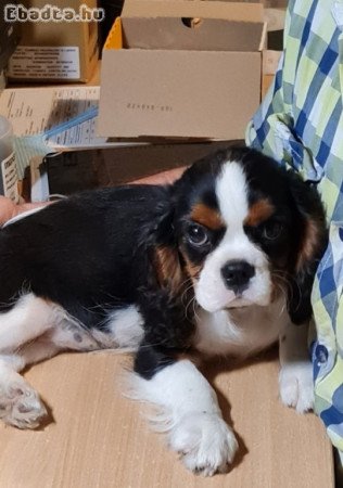 Cavalier king kutyus eladó