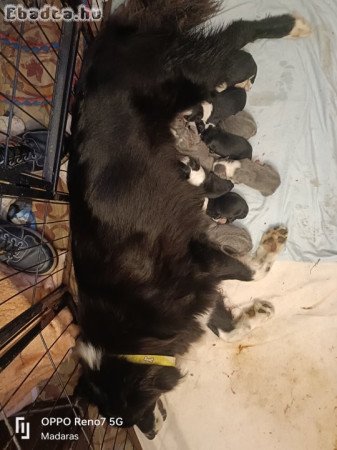 Border collie kiskutyák eladók