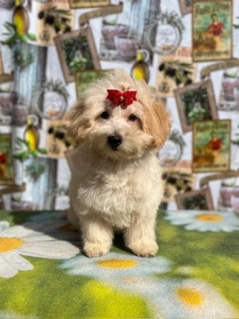 Máltai selyemkutya x törpe uszkár