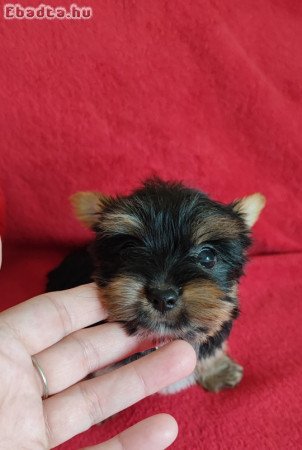 Yorkshire terrier mini szuka kiskutya eladó