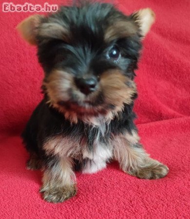 Yorkshire terrier mini szuka kiskutya eladó