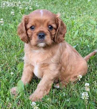 Cavalier King Charles Spaniel eladó