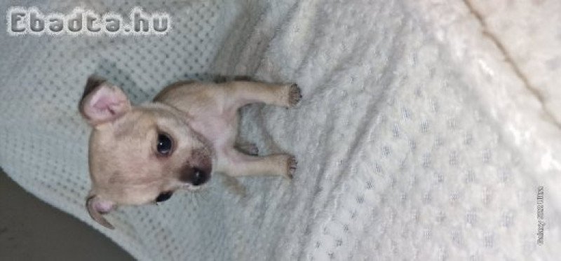 Eladó Mini Csivavák