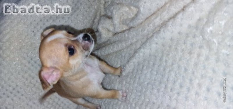 Eladó Mini Csivavák