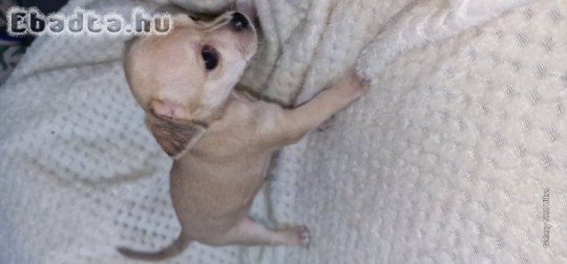 Eladó Mini Csivavák