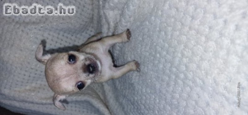 Eladó Mini Csivavák